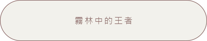 霧林中的王者